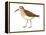 Western Sandpiper (Calidris Mauri), Birds-Encyclopaedia Britannica-Framed Stretched Canvas