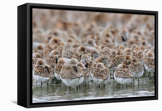 Western Sandpipers and Dunlin roosting, Washington, USA-Gerrit Vyn-Framed Premier Image Canvas