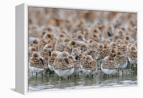 Western Sandpipers and Dunlin roosting, Washington, USA-Gerrit Vyn-Framed Premier Image Canvas