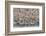 Western Sandpipers and Dunlin roosting, Washington, USA-Gerrit Vyn-Framed Photographic Print