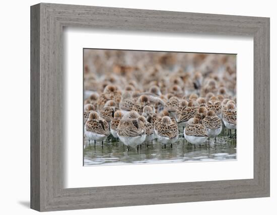 Western Sandpipers and Dunlin roosting, Washington, USA-Gerrit Vyn-Framed Photographic Print