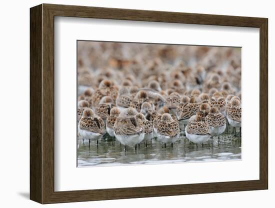 Western Sandpipers and Dunlin roosting, Washington, USA-Gerrit Vyn-Framed Photographic Print