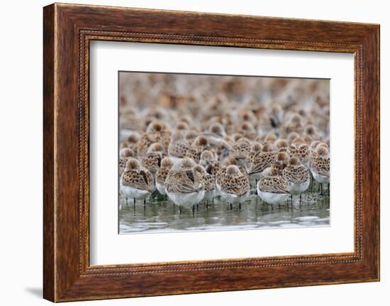 Western Sandpipers and Dunlin roosting, Washington, USA-Gerrit Vyn-Framed Photographic Print