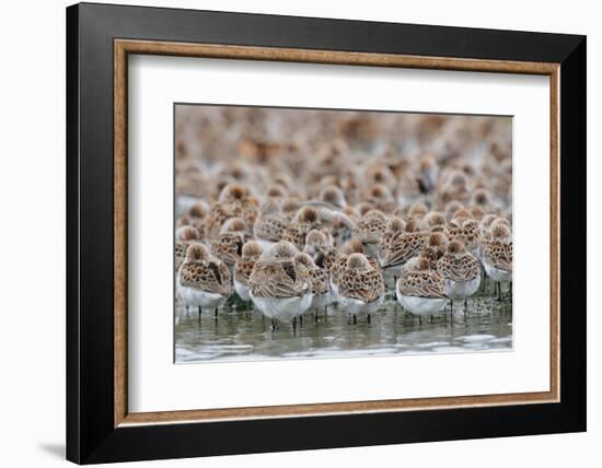 Western Sandpipers and Dunlin roosting, Washington, USA-Gerrit Vyn-Framed Photographic Print