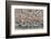 Western Sandpipers and Dunlin roosting, Washington, USA-Gerrit Vyn-Framed Photographic Print