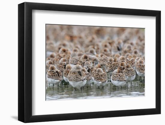 Western Sandpipers and Dunlin roosting, Washington, USA-Gerrit Vyn-Framed Photographic Print