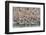 Western Sandpipers and Dunlin roosting, Washington, USA-Gerrit Vyn-Framed Photographic Print