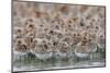 Western Sandpipers and Dunlin roosting, Washington, USA-Gerrit Vyn-Mounted Photographic Print