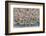 Western Sandpipers and Dunlin roosting, Washington, USA-Gerrit Vyn-Framed Photographic Print