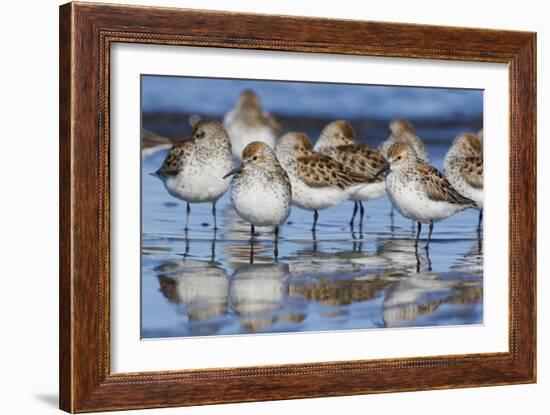 Western sandpipers, resting during spring migration-Ken Archer-Framed Photographic Print