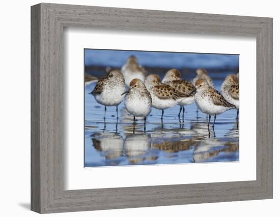 Western sandpipers, resting during spring migration-Ken Archer-Framed Photographic Print