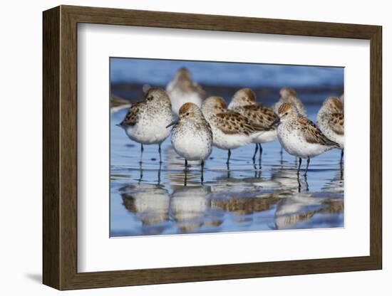 Western sandpipers, resting during spring migration-Ken Archer-Framed Photographic Print