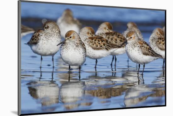 Western sandpipers, resting during spring migration-Ken Archer-Mounted Photographic Print