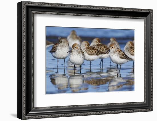 Western sandpipers, resting during spring migration-Ken Archer-Framed Photographic Print