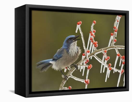 Western Scrub-Jay singing on icy branch of Possum Haw Holly, Hill Country, Texas, USA-Rolf Nussbaumer-Framed Premier Image Canvas