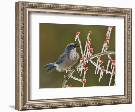 Western Scrub-Jay singing on icy branch of Possum Haw Holly, Hill Country, Texas, USA-Rolf Nussbaumer-Framed Photographic Print