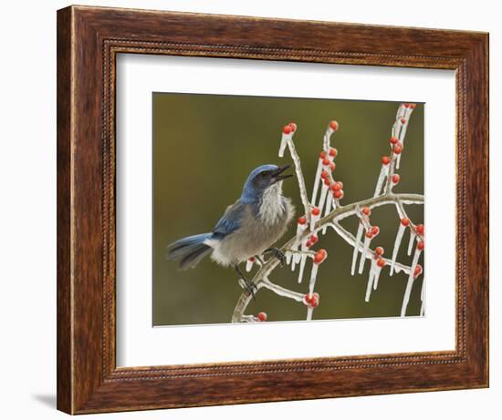 Western Scrub-Jay singing on icy branch of Possum Haw Holly, Hill Country, Texas, USA-Rolf Nussbaumer-Framed Photographic Print