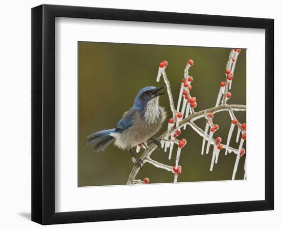 Western Scrub-Jay singing on icy branch of Possum Haw Holly, Hill Country, Texas, USA-Rolf Nussbaumer-Framed Photographic Print