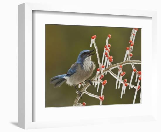 Western Scrub-Jay singing on icy branch of Possum Haw Holly, Hill Country, Texas, USA-Rolf Nussbaumer-Framed Photographic Print