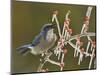 Western Scrub-Jay singing on icy branch of Possum Haw Holly, Hill Country, Texas, USA-Rolf Nussbaumer-Mounted Photographic Print
