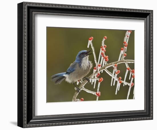 Western Scrub-Jay singing on icy branch of Possum Haw Holly, Hill Country, Texas, USA-Rolf Nussbaumer-Framed Photographic Print