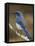 Western Scrub-Jay, Uvalde County, Hill Country, Texas, USA-Rolf Nussbaumer-Framed Premier Image Canvas