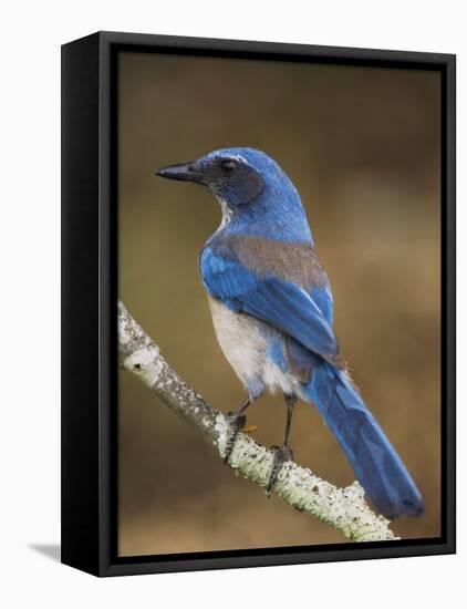 Western Scrub-Jay, Uvalde County, Hill Country, Texas, USA-Rolf Nussbaumer-Framed Premier Image Canvas