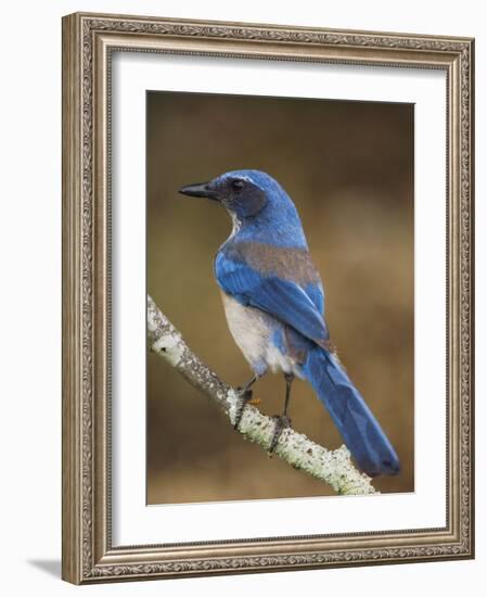 Western Scrub-Jay, Uvalde County, Hill Country, Texas, USA-Rolf Nussbaumer-Framed Photographic Print