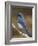 Western Scrub-Jay, Uvalde County, Hill Country, Texas, USA-Rolf Nussbaumer-Framed Photographic Print