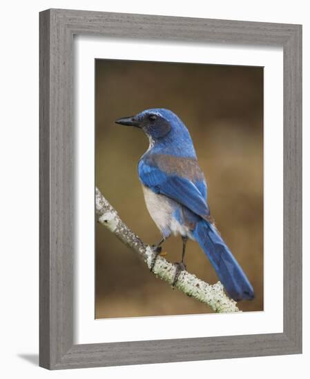 Western Scrub-Jay, Uvalde County, Hill Country, Texas, USA-Rolf Nussbaumer-Framed Photographic Print