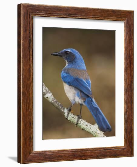 Western Scrub-Jay, Uvalde County, Hill Country, Texas, USA-Rolf Nussbaumer-Framed Photographic Print