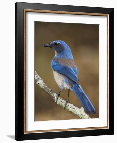 Western Scrub-Jay, Uvalde County, Hill Country, Texas, USA-Rolf Nussbaumer-Framed Photographic Print