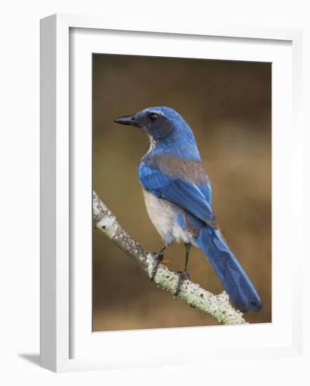 Western Scrub-Jay, Uvalde County, Hill Country, Texas, USA-Rolf Nussbaumer-Framed Photographic Print