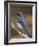 Western Scrub-Jay, Uvalde County, Hill Country, Texas, USA-Rolf Nussbaumer-Framed Photographic Print