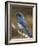 Western Scrub-Jay, Uvalde County, Hill Country, Texas, USA-Rolf Nussbaumer-Framed Photographic Print