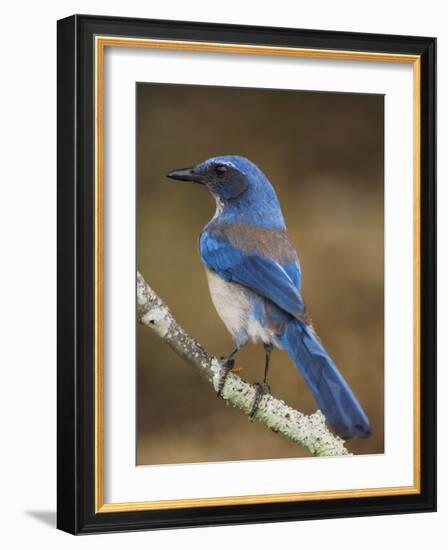 Western Scrub-Jay, Uvalde County, Hill Country, Texas, USA-Rolf Nussbaumer-Framed Photographic Print