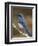 Western Scrub-Jay, Uvalde County, Hill Country, Texas, USA-Rolf Nussbaumer-Framed Photographic Print