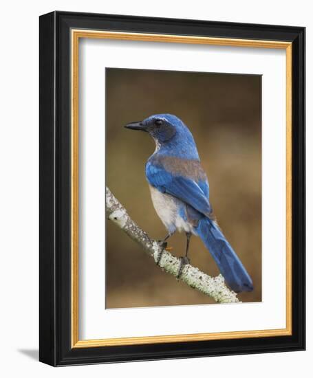 Western Scrub-Jay, Uvalde County, Hill Country, Texas, USA-Rolf Nussbaumer-Framed Photographic Print