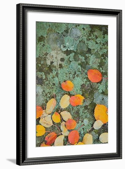 Western Serviceberry Leaves on Lichen, Riverside Sp, Washington, USA-Charles Gurche-Framed Photographic Print