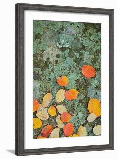 Western Serviceberry Leaves on Lichen, Riverside Sp, Washington, USA-Charles Gurche-Framed Photographic Print
