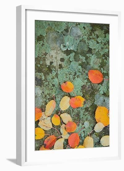 Western Serviceberry Leaves on Lichen, Riverside Sp, Washington, USA-Charles Gurche-Framed Photographic Print