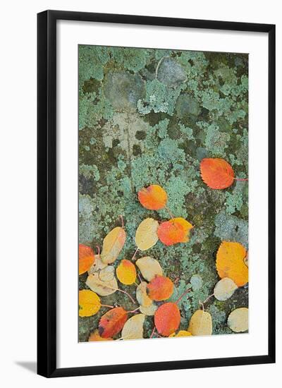 Western Serviceberry Leaves on Lichen, Riverside Sp, Washington, USA-Charles Gurche-Framed Photographic Print