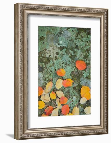 Western Serviceberry Leaves on Lichen, Riverside Sp, Washington, USA-Charles Gurche-Framed Photographic Print