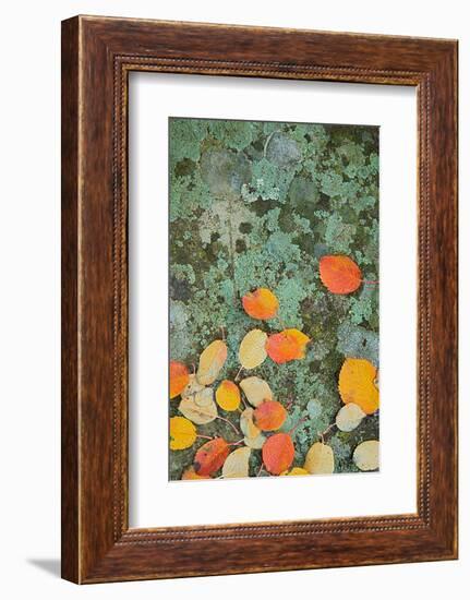 Western Serviceberry Leaves on Lichen, Riverside Sp, Washington, USA-Charles Gurche-Framed Photographic Print