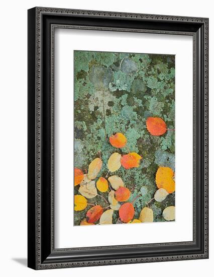 Western Serviceberry Leaves on Lichen, Riverside Sp, Washington, USA-Charles Gurche-Framed Photographic Print