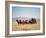 Western Stagecoach Pulled by a Six Mule Team-null-Framed Giclee Print