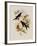 Western Swallow-Tail, Eupetomena Hirundo-John Gould-Framed Giclee Print