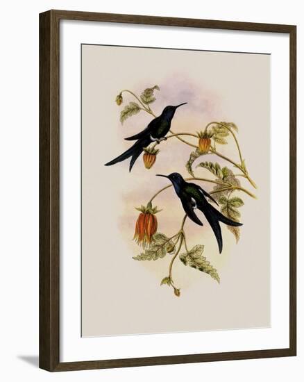 Western Swallow-Tail, Eupetomena Hirundo-John Gould-Framed Giclee Print