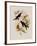 Western Swallow-Tail, Eupetomena Hirundo-John Gould-Framed Giclee Print