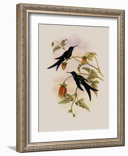 Western Swallow-Tail, Eupetomena Hirundo-John Gould-Framed Giclee Print